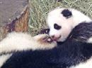 Fu Long hat bereits das typische Pandamuster.