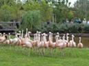 Die Flamingos nach dem Umzug.