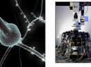Das HBP hat zum Ziel, das menschliche Gehirn zu simulieren. (Bilder: Blue Brain Project)