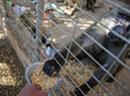 Die Futterlieferungen für den Rafah Zoo waren dringend notwendig.