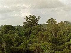Wald von Precious Woods Pará in Brasilien, beerntet 2002. (Quelle preciouswoods.com)