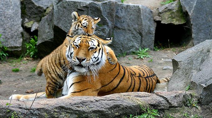 Tigermutter und ihr Junges: Amurtiger sind weltweit zu einer Seltenheit geworden.