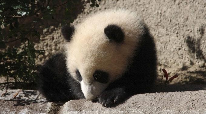 Das Panda-Baby ist die grosse Attraktion im Zoo. (Symbolbild)