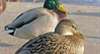 Ansammlung toter Vögel am Bodensee entdeckt